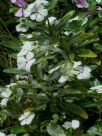 Catharanthus roseus Ocellatus Group