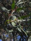 Corymbia leichhardtii