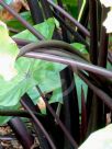 Colocasia esculenta Fontanesii