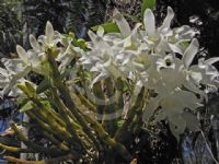 Dendrobium nobile Virginale