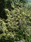 Ficus aspera Parcellii