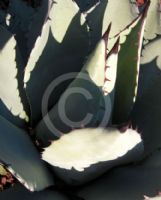 Agave flexispina