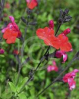 Salvia microphylla Huntington