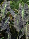 Colocasia esculenta Black Beauty