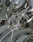 Eucalyptus cinerea triplex