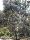 Eucalyptus cinerea triplex