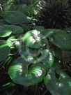 Farfugium japonicum giganteum