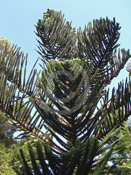 Araucaria Montana Mountain Araucaria Information And Photos