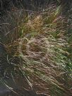 Carex solandri