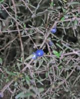 Coprosma linariifolia