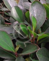 Peperomia clusiifolia