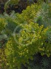 Euphorbia Copton Ash