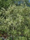 Cercocarpus betuloides betuloides