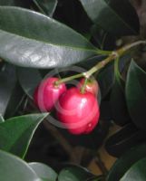 Syzygium australe Select Form