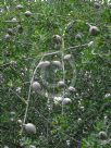 Gardenia volkensii spatulifolia
