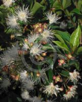 Syzygium australe Aussie Boomer