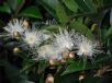 Syzygium australe Aussie Boomer