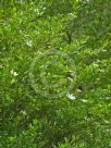 Gardenia scabrella