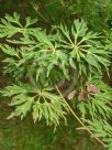 Acer japonicum Aconitifolium