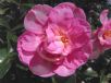 Camellia sasanqua Jennifer Susan