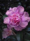 Camellia sasanqua Jennifer Susan