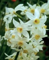 Narcissus tazetta italicus Division 13
