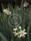 Narcissus tazetta italicus Division 13