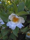 Camellia drupifera