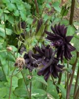 Aquilegia vulgaris Stellata Group Black Barlow