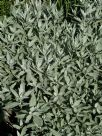 Artemisia ludoviciana candicans