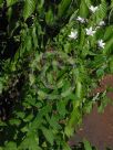 Campanula latifolia macrantha Alba
