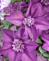 Clematis Cassis