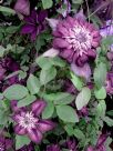 Clematis Cassis