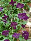 Clematis Royal Velours