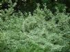 Cornus alternifolia Argentea
