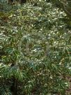 Cleyera japonica Fortunei