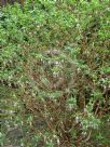 Fuchsia magellanica Molinae