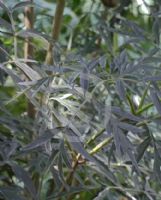 Sambucus nigra porphyrophylla Black Lace