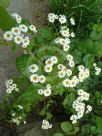 Tanacetum parthenium double white flowered