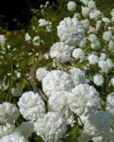 Tanacetum parthenium Rowallane