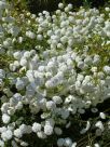 Tanacetum parthenium Rowallane