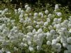 Tanacetum parthenium Rowallane