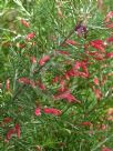 Grevillea rosmarinifolia Scarlet Sprite