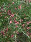 Grevillea rosmarinifolia Scarlet Sprite