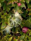 Syzygium australe Tiny Trev