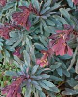 Euphorbia amygdaloides Craigieburn