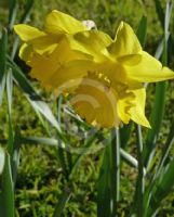 Narcissus Division 2 Golden Robin