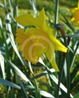 Narcissus Division 1 Magnifique