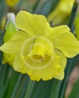 Narcissus Division 1 Spellbinder