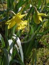 Narcissus Division 1 Spellbinder